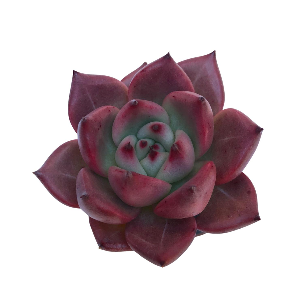 Echeveria Primory