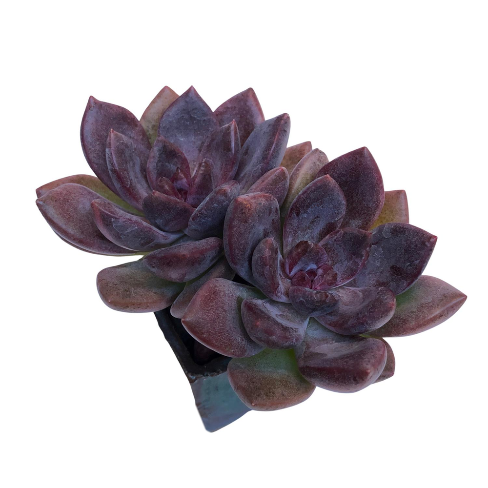 tulip succulent Echeveria Pink Tulip, Large – Cedar Creek Farmhouse