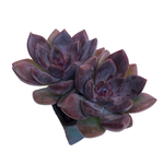 Echeveria Pink Tulip, Large