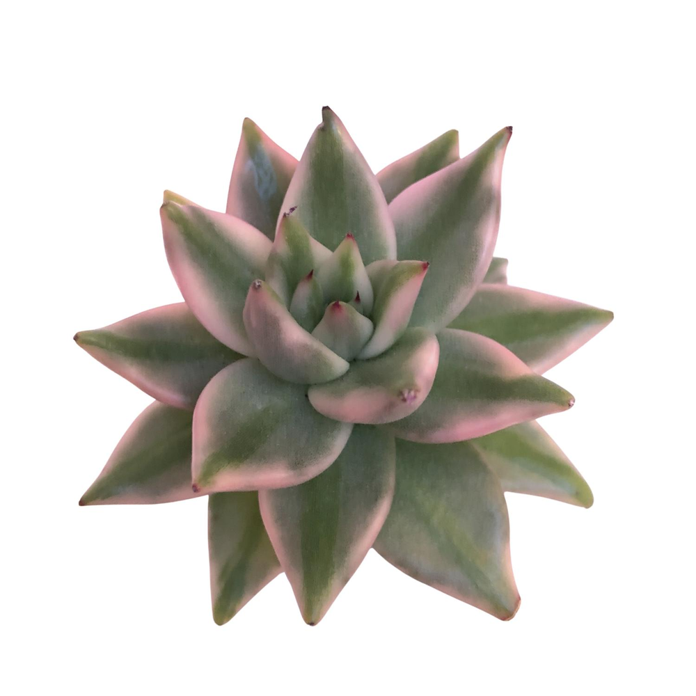 Echeveria Elkhorn Variegated