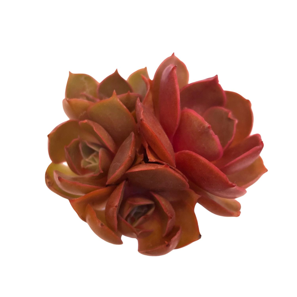 Echeveria Red Tan, Small Cluster