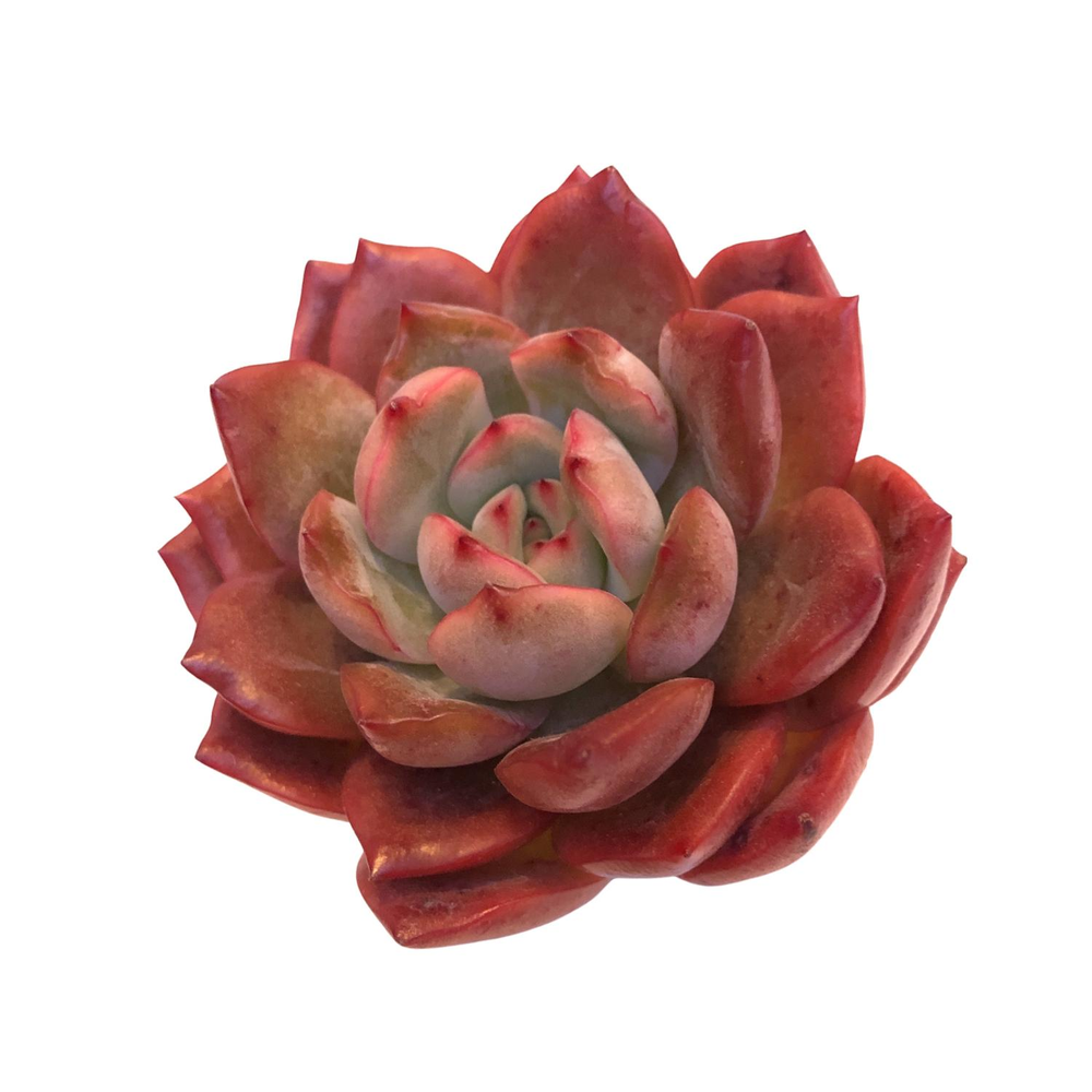 Echeveria Glam Pink