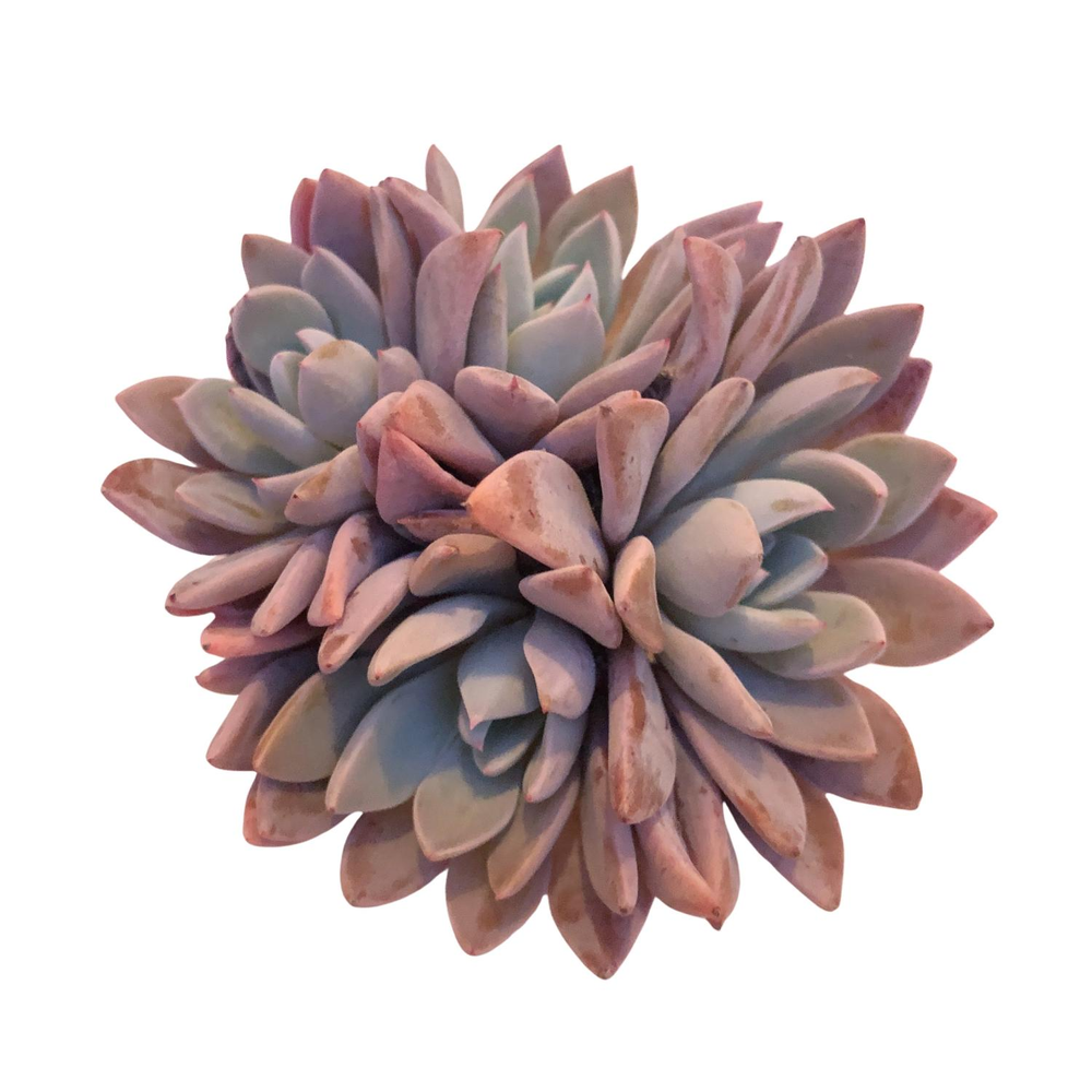 Echeveria Lulu, Cluster