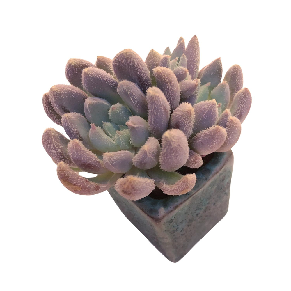 Echeveria Hamilton