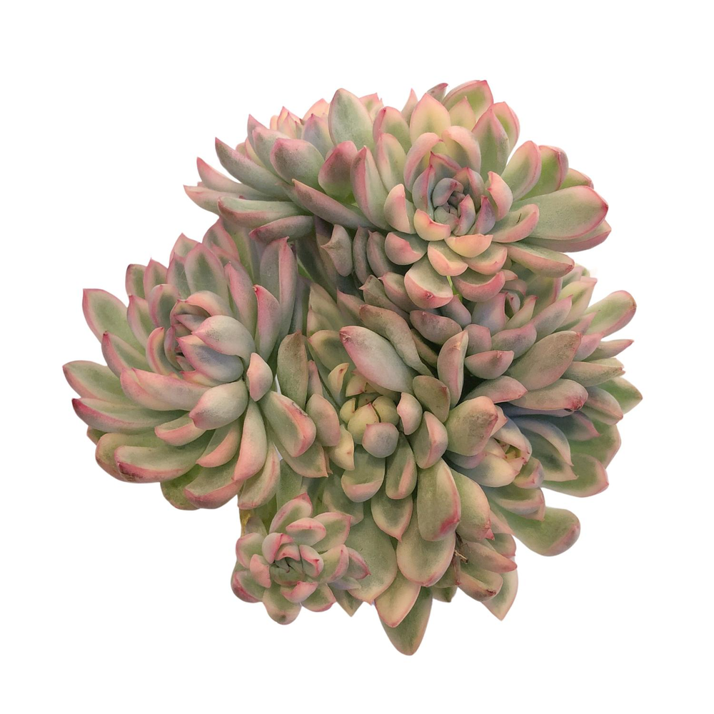 Echeveria Mebina, Large Variegated Cluster