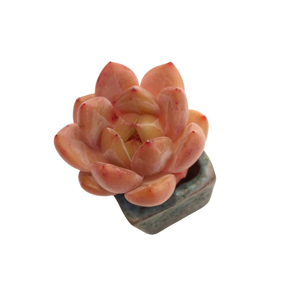 SPECIAL! JUST CART!! Echeveria Sp.