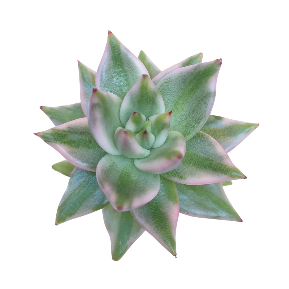 Echeveria Elkhorn, Variegata