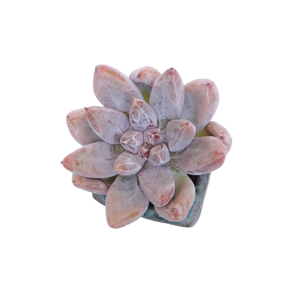 Echeveria Tolimanensis