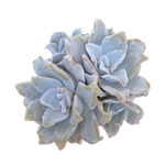 Echeveria Crispate Beauty, Cluster