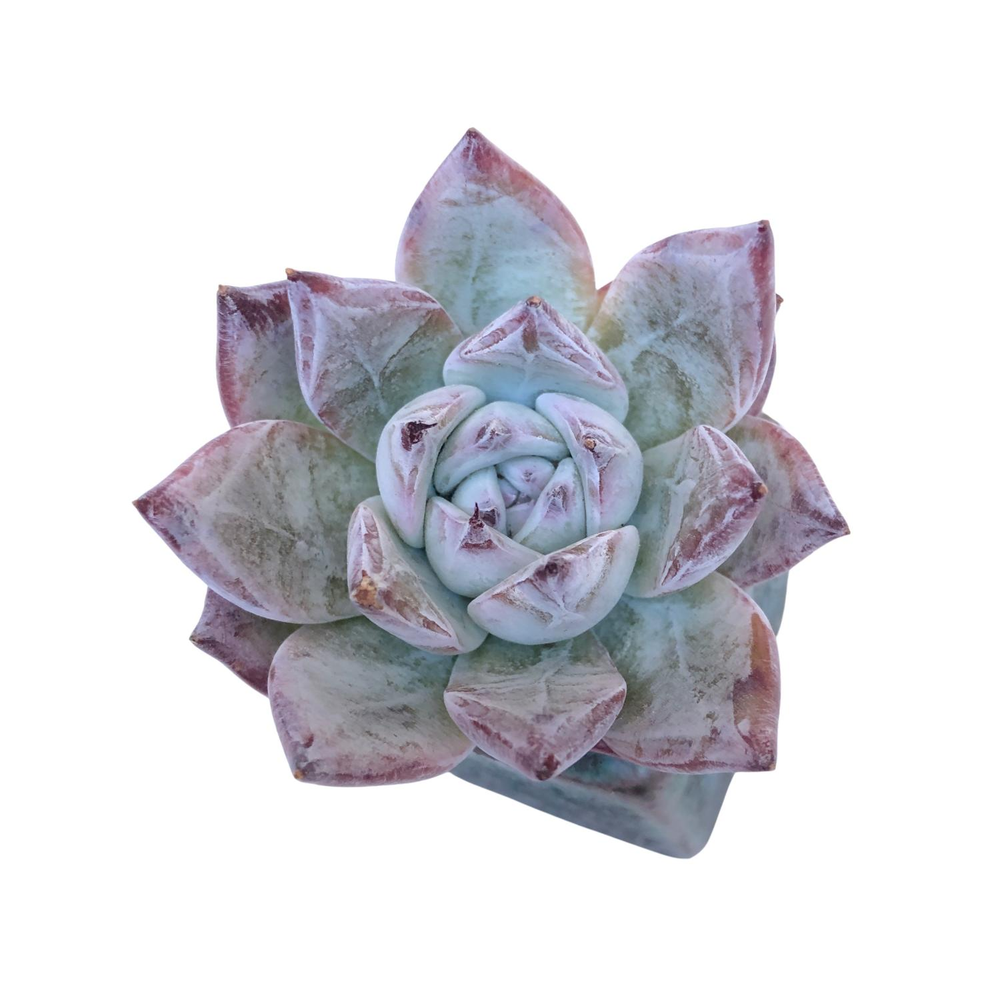 Echeveria Black Sabbath