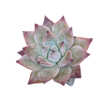 Echeveria Black Sabbath