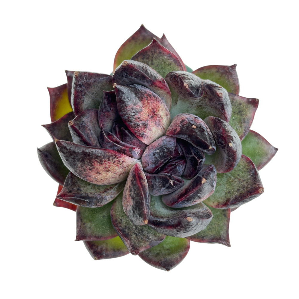 Echeveria Unknown, Double