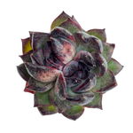 Echeveria Unknown, Double
