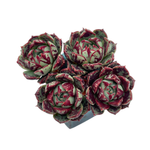 Echeveria Longissima var Aztatlensis