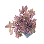 Crassula Volkensii, Small Cluster