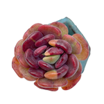 Echeveria Dentra, Variegata