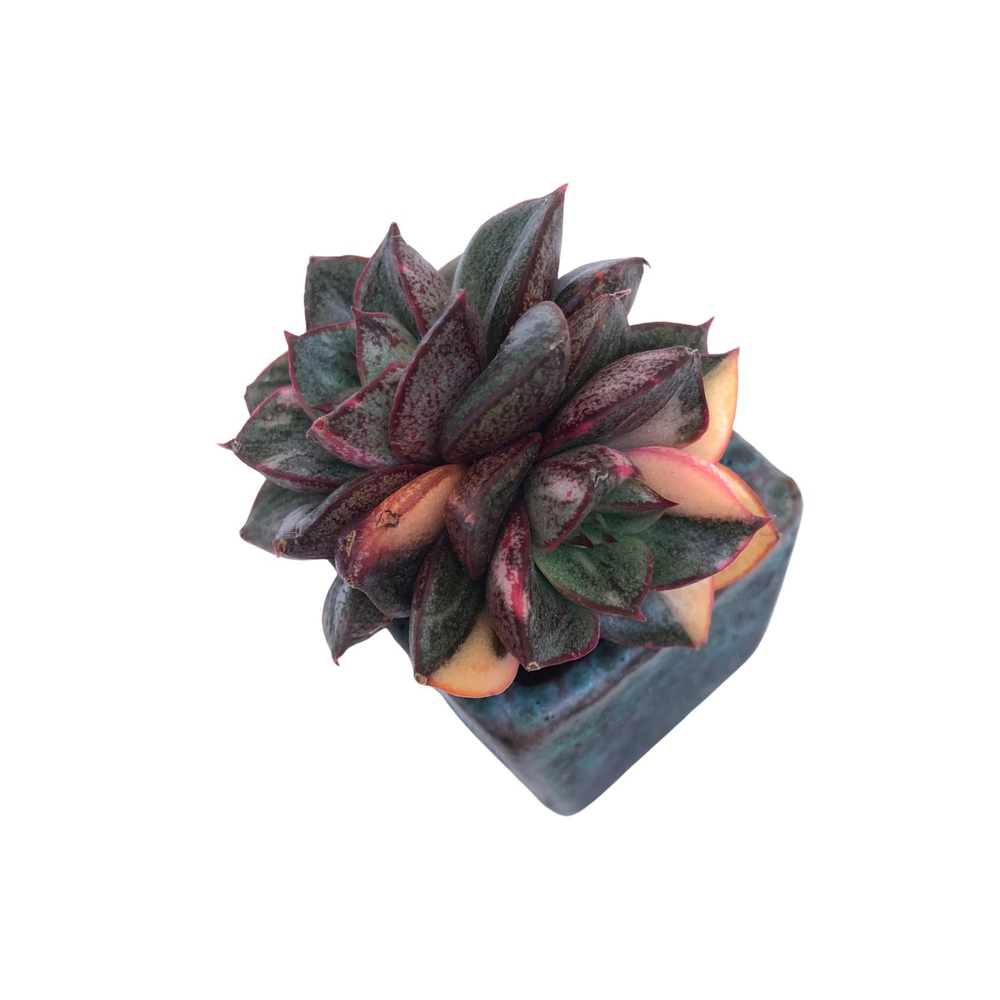 Echeveria Monocerotis, Variegata (Small Double)