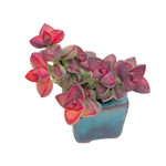 Crassula Brevifolia Variegata