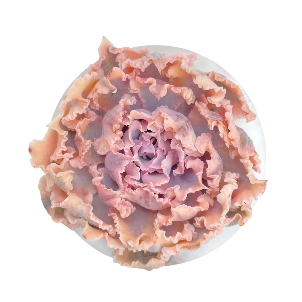 Echeveria Florence, Variegata