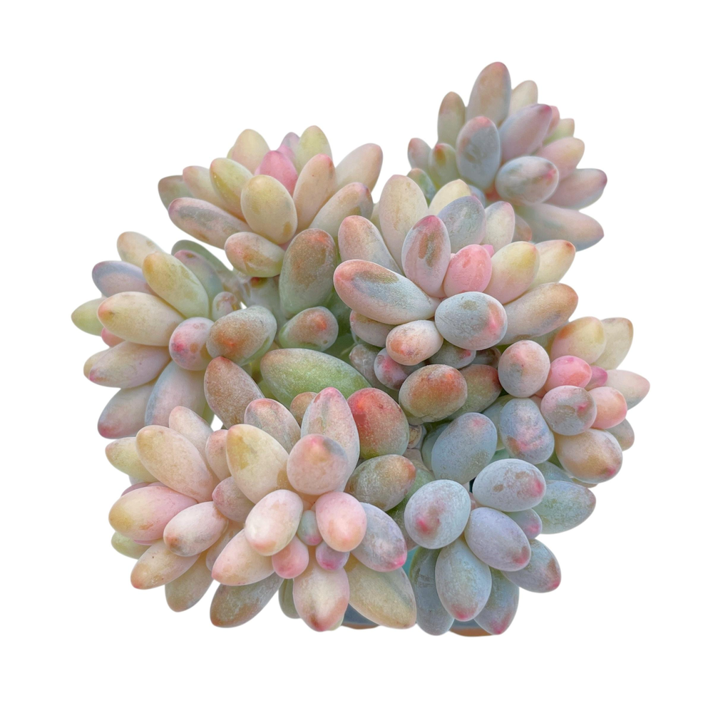 Pachyphytum Machucae Variegated Cluster