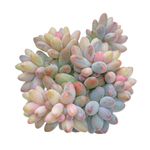Pachyphytum Machucae Variegated Cluster