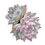Echeveria Chihuahuaensis Variegata