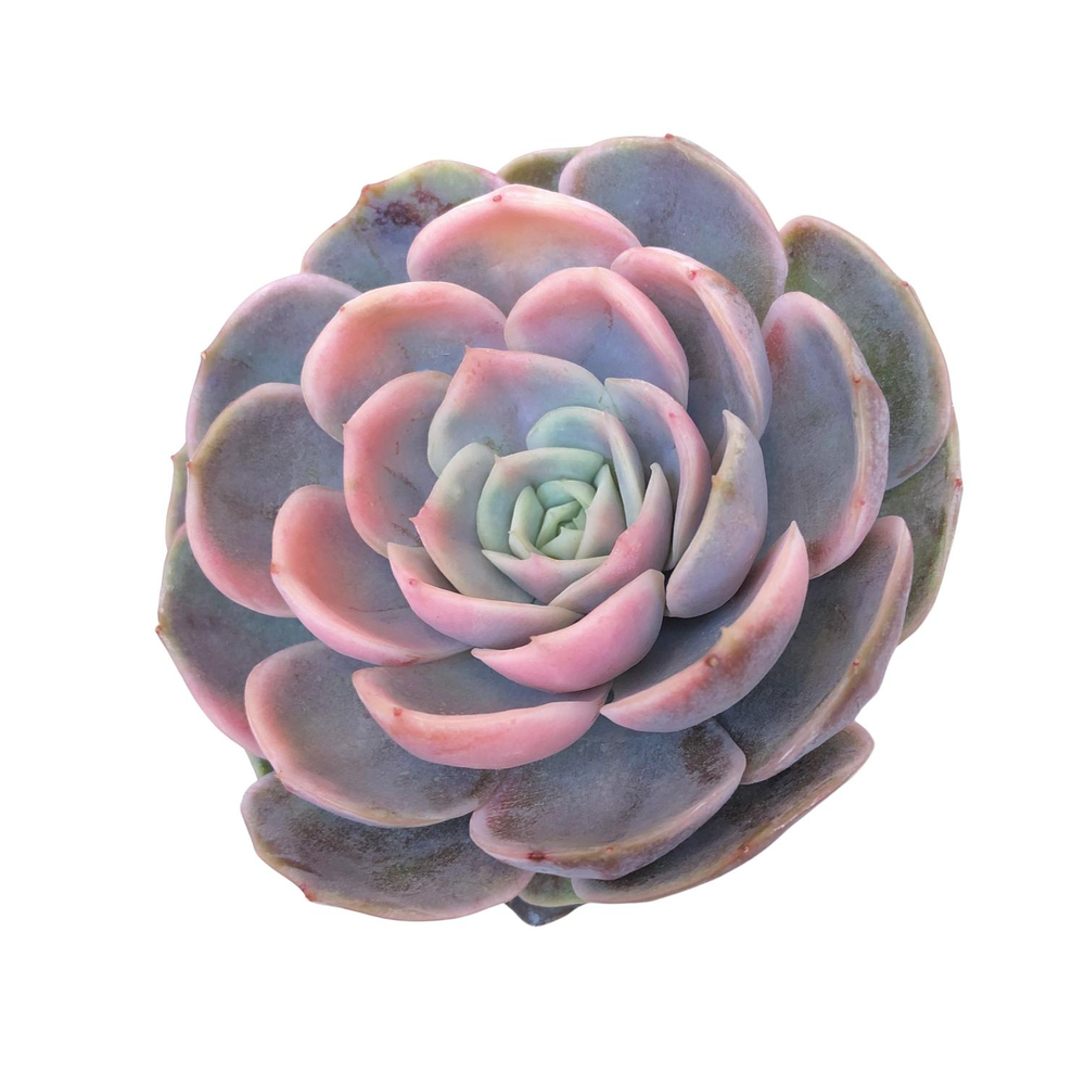 Echeveria Blue Surprise, Variegated (Not Perfect)