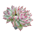 Echeveria Chihuahuaensis Variegata