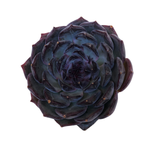 Echeveria Dark Rose