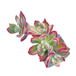 Echeveria Pulioliver Variegata