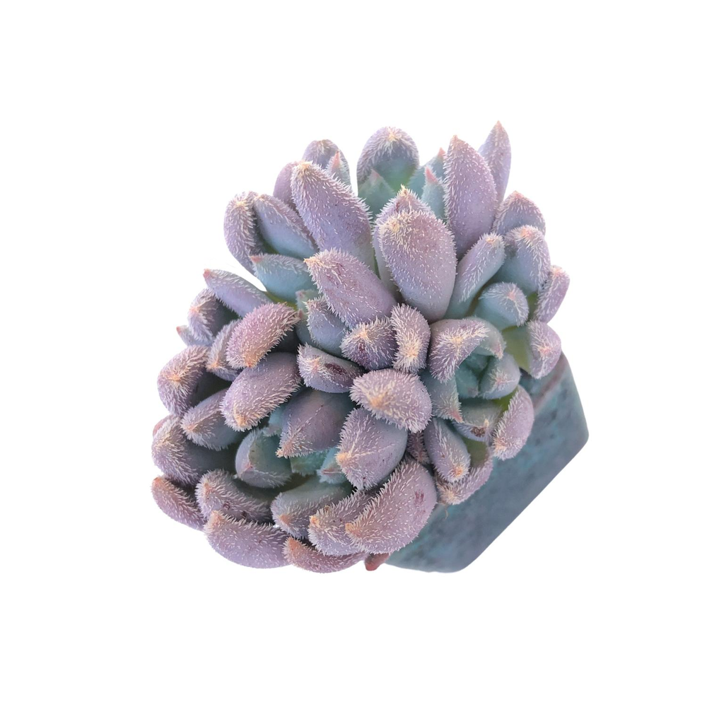 Echeveria Hamilton, Small Cluster