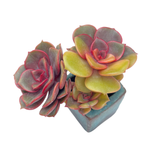 Echeveria Zestar, Variegata