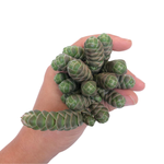 Crassula Barklyi, Large Cluster