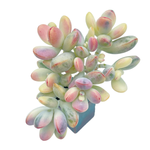 Cotyledon Orbiculata, Variegata