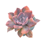 Graptoveria Debbie, Variegata (Small, Please Read Description)