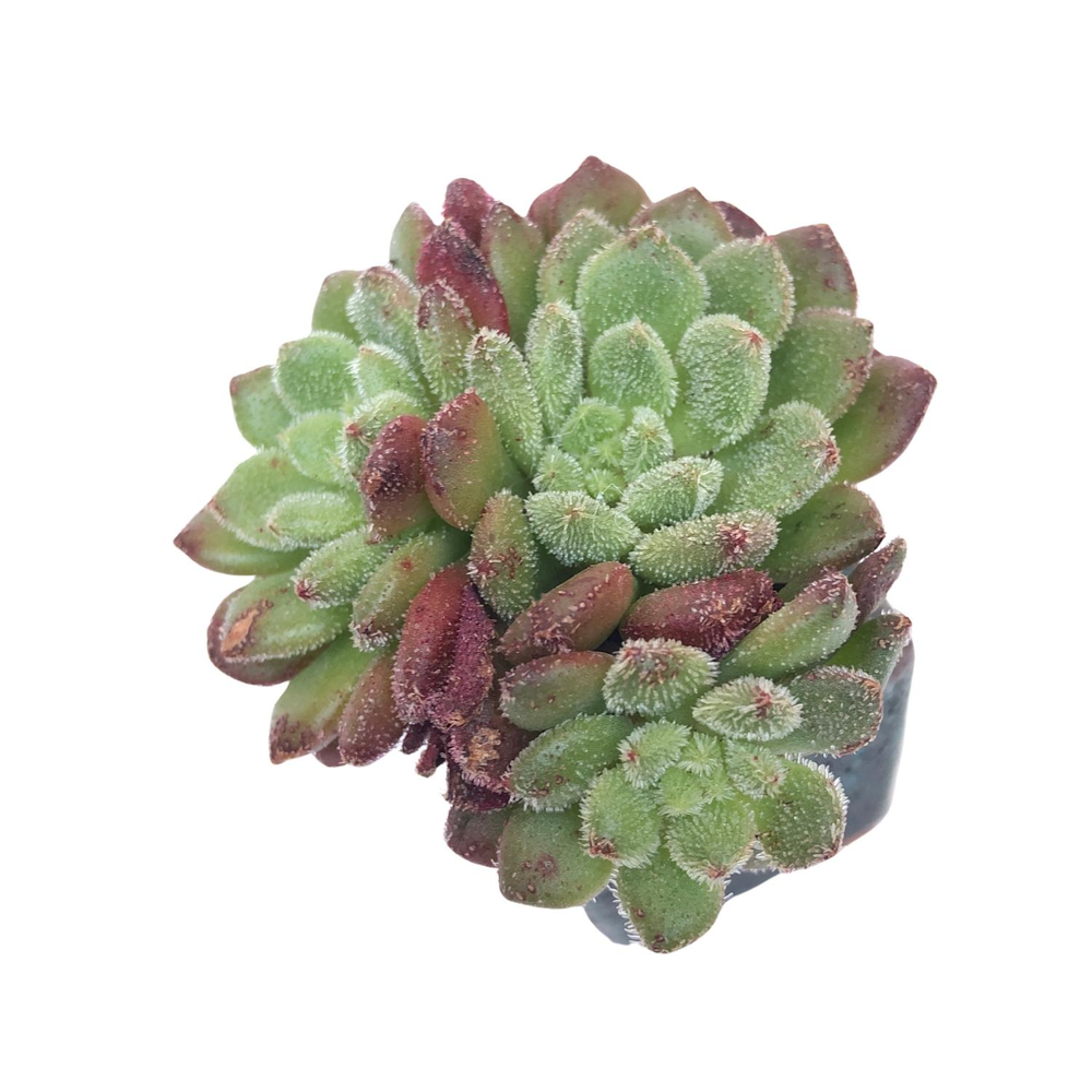 Echeveria Carol