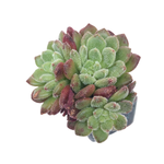 Echeveria Carol