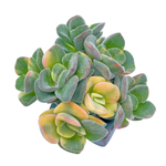 Crassula Violetta, Variegated Cluster