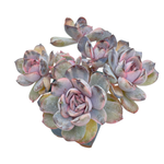 Echeveria Pink Funky Mutation