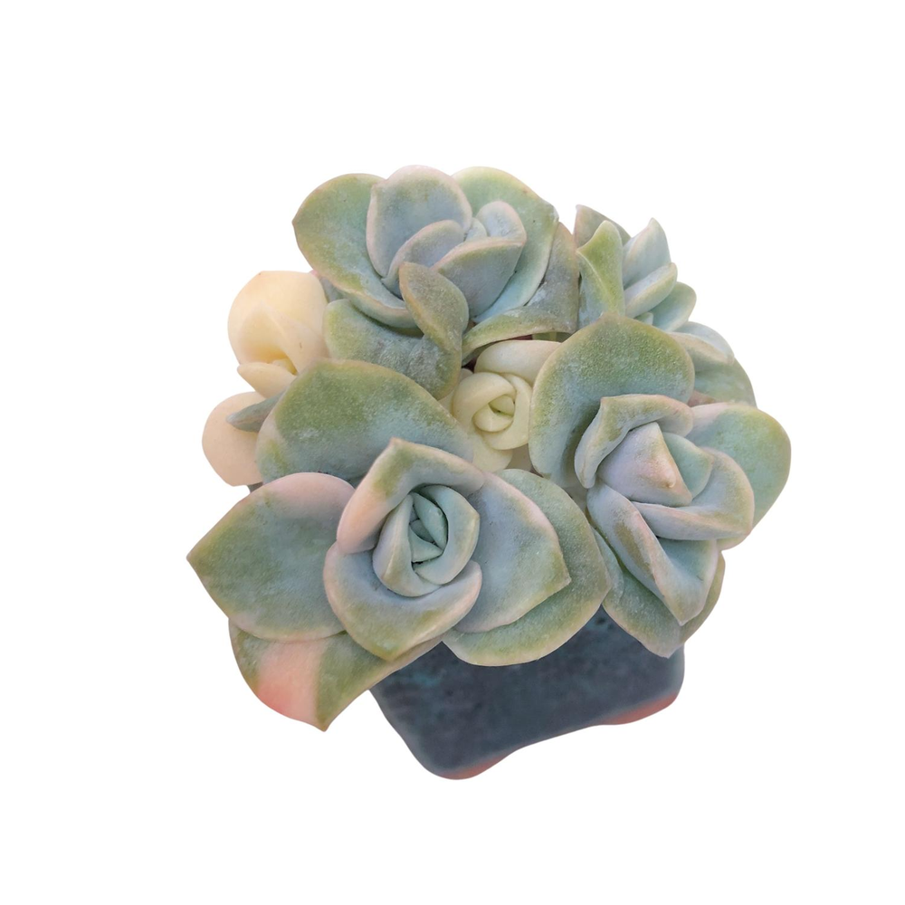 Echeveria Lovely Rose, Small Variegated Cluster