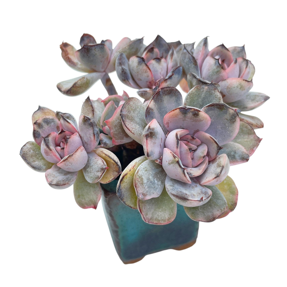succulent mutation Echeveria Pink Funky Mutation – Cedar Creek Farmhouse