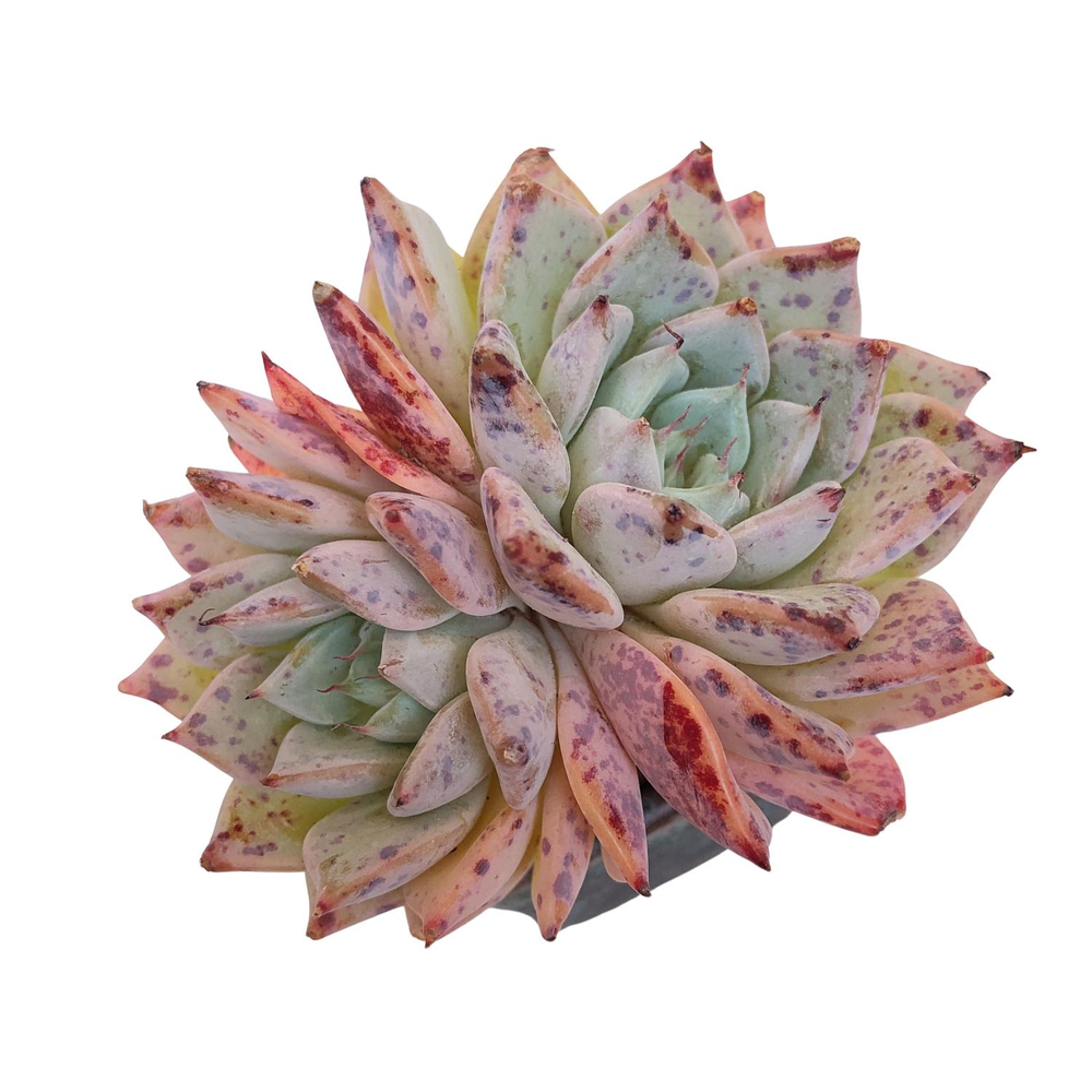 Echeveria Black Ball, Double