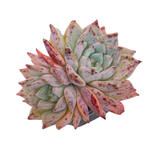 Echeveria Black Ball, Double