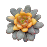 Graptoveria Amethorum Variegata (Please Read Description)