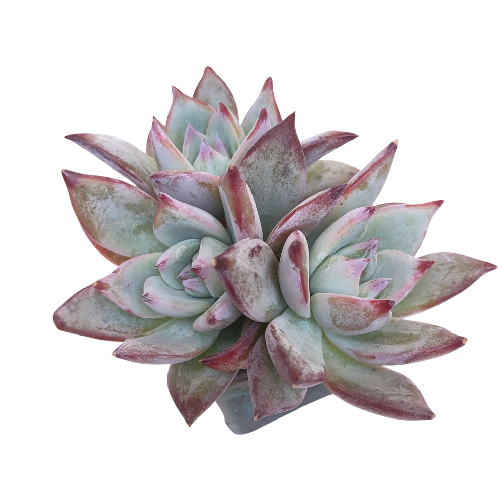 Echeveria Black Sabbath, Small Triple