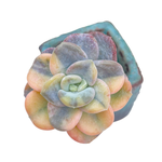 Echeveria Orpet, Variegata