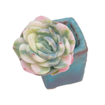 Echeveria Twin Berry, Variegata