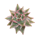 Echeveria Elkhorn, Variegata