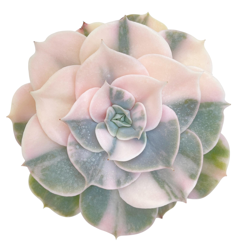 Echeveria Pollux, Variegata