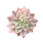 Echeveria Agita Rose, Variegata